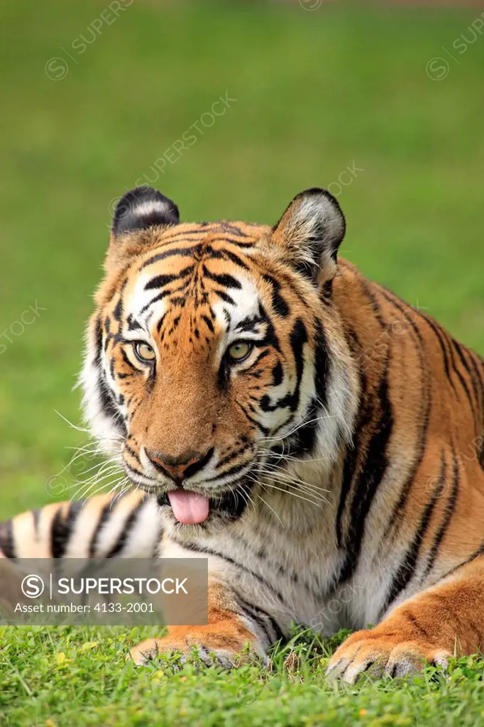 Indian Tiger,Panthera tigris tigris,India,Asia,adult portrait