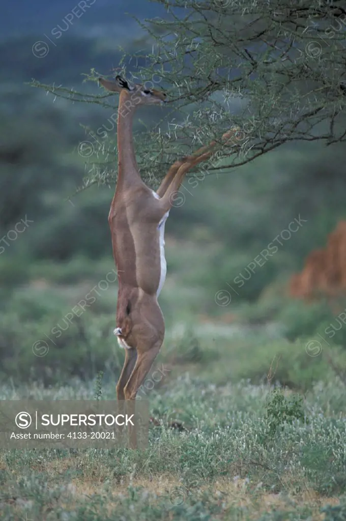 Gerenuk , Litocranius walleri , Samburu Game Reserve , Kenya , Africa , Adult female feeding , standing in upright position