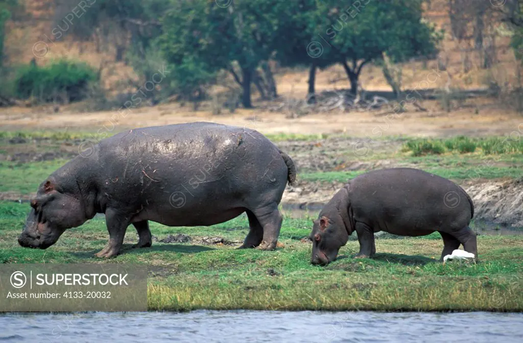 Hippopotamus,Hippopatamus amphibius,Chobe Nationalpark,Botswana,Africa,adult female with young feeding on shore