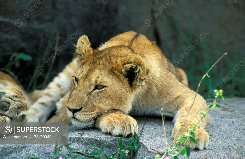 Lion,Panthera leo,Serengeti NP,Tanzania,Africa,adult female resting