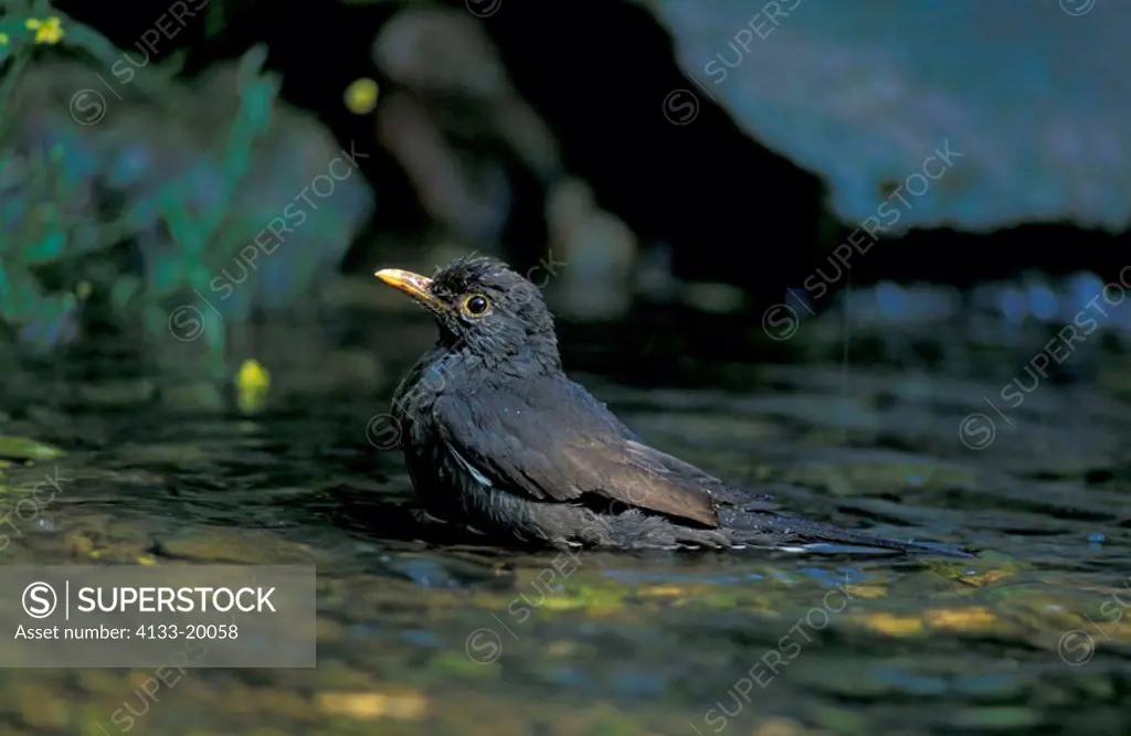 Blackbird, Turdus merula, Germany, adult male bathing in pond