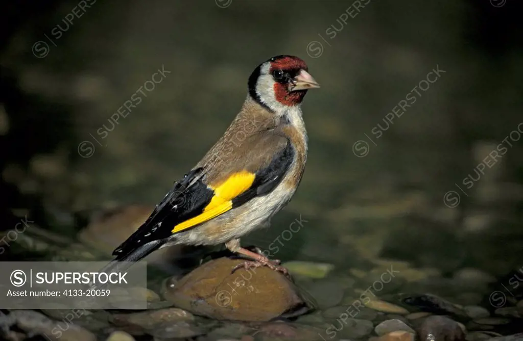 Goldfinch,Carduelis carduelis,Germany,Europe,adult at garden pond