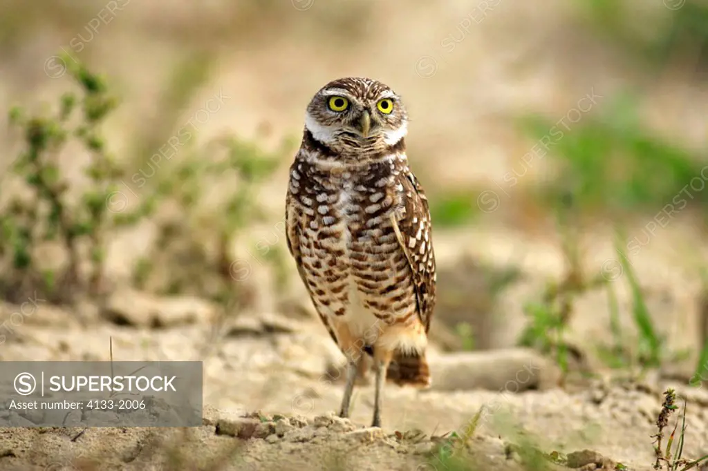 Burrowing Owl, Athene cunicularia, Cape Coral, Florida, USA, adult