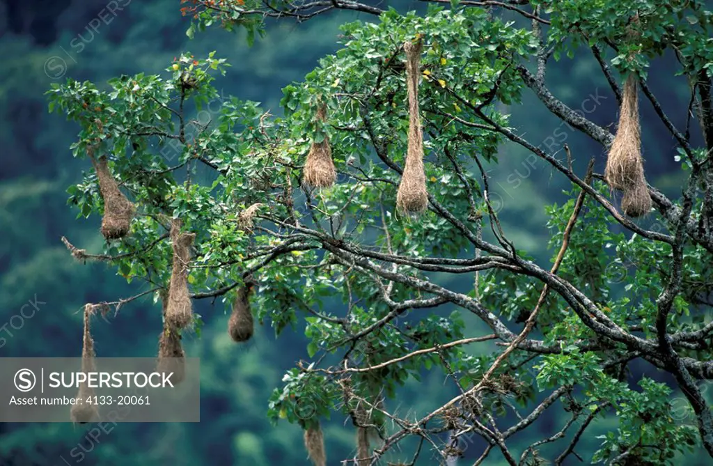 Crested Oropendola,Psarocolius decumanus,Asa Wright Nature Centre,Trinidad and Tobago,Carib,colony of nests in tree