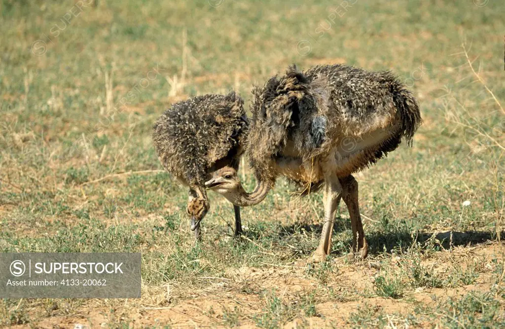 South African Ostrich,Struthio camelus australis,Oudtshoorn,Karoo,South Africa,Africa,two young birds