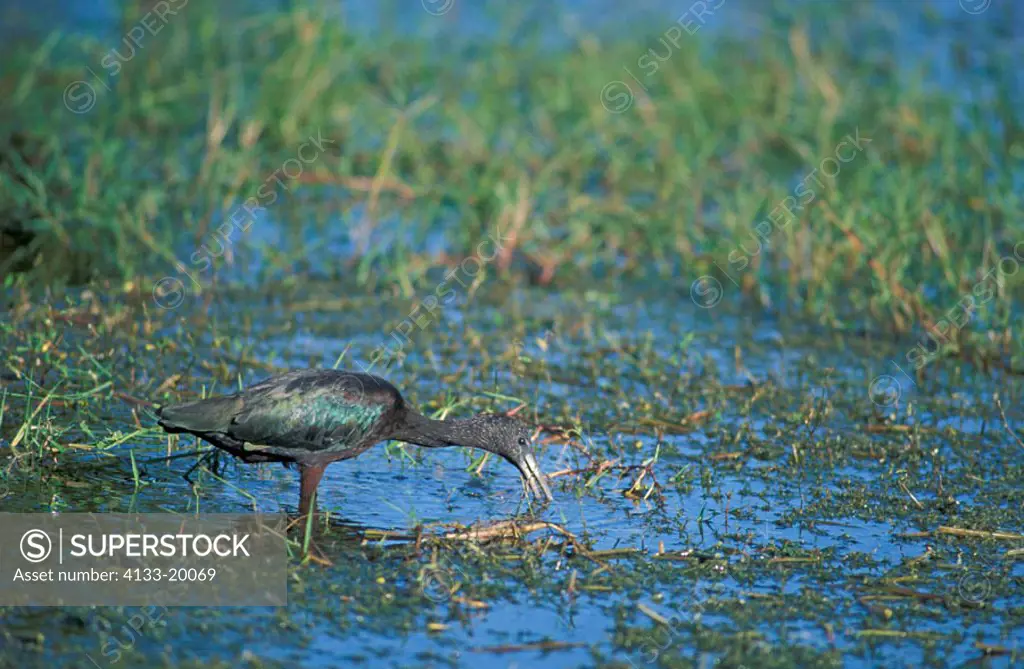 Glossy Ibis, Plegadis falcinellus, Florida, USA, adult in water searching for food hunting