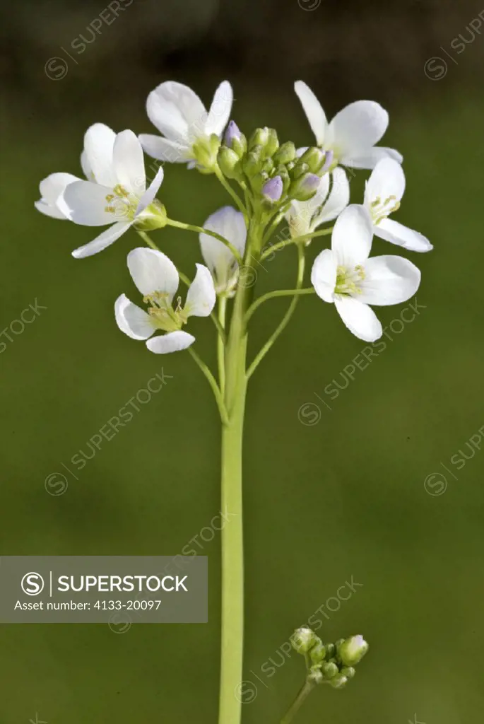 Cuckoo flower , Cuckooflower , Cardamine pratensis , Germany , Europe , bloom