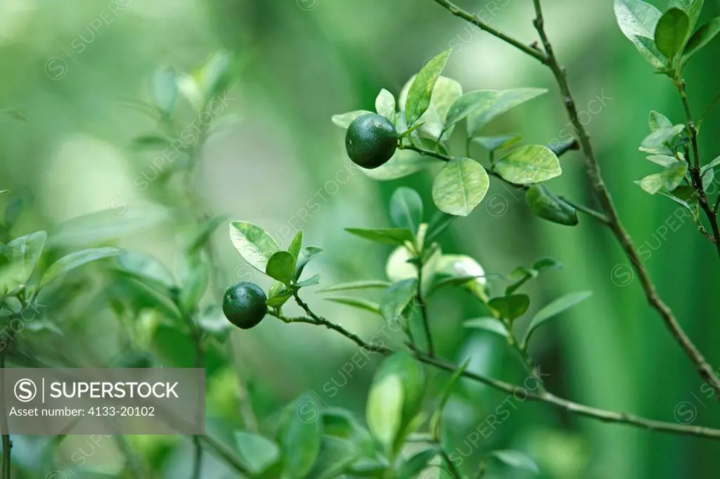 Lime,Citrus latifolia,Singapore,leaves and fruits