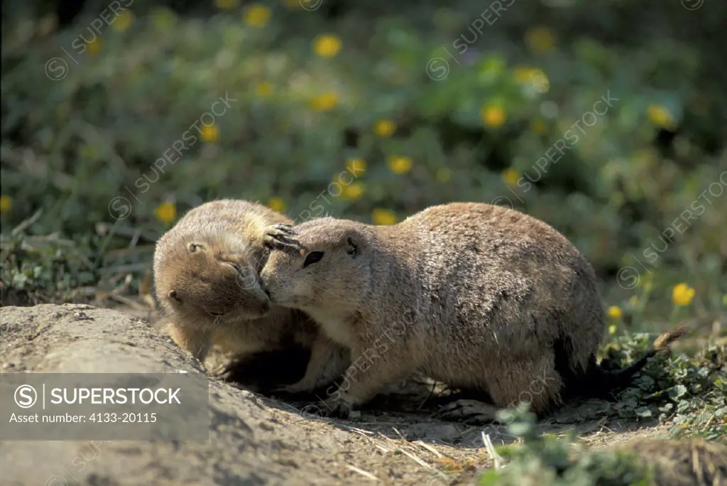 Black Tailed Prairie Dog , Cynomys ludovicianus , North America , Adult , couple at cave , at den , social behaviour