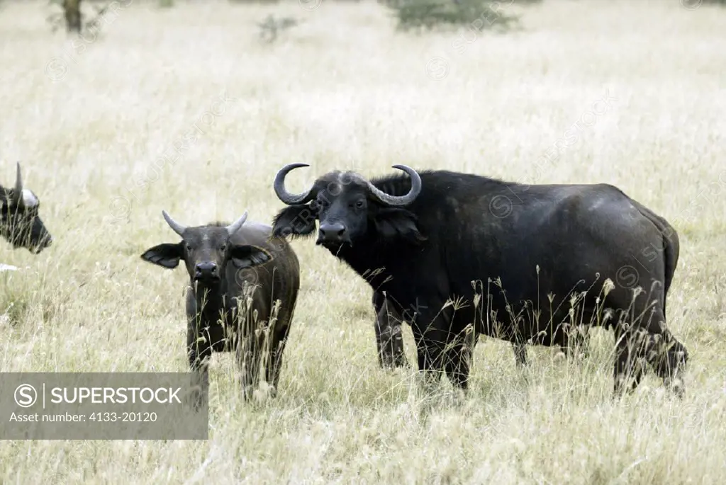 African Buffalo, Syncerus caffer, Masai Mara, Kenya, adult