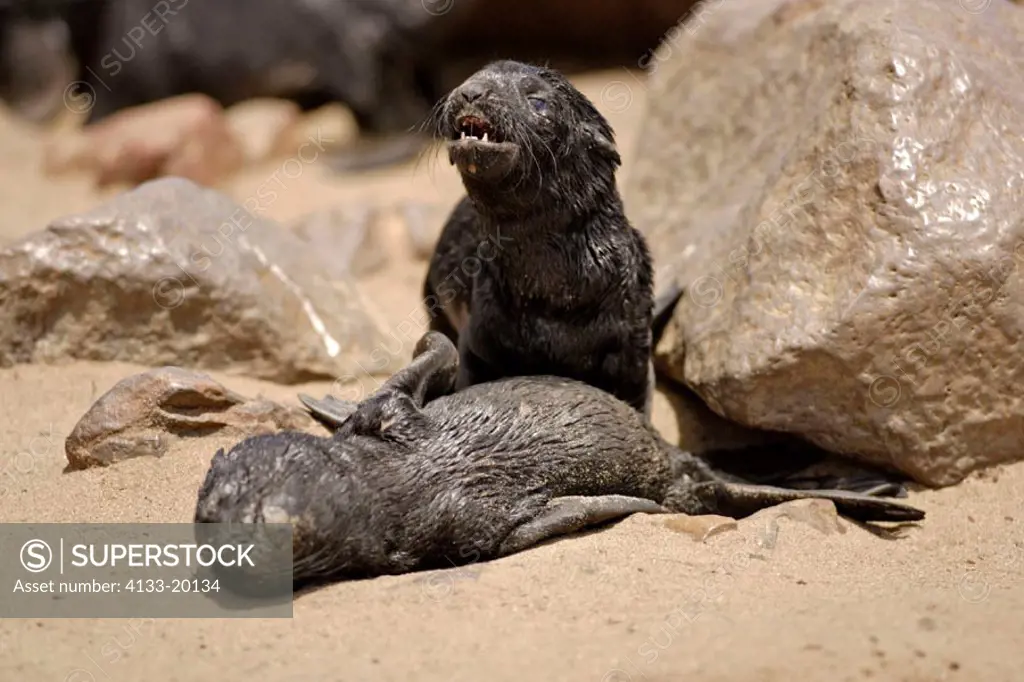 Cape Fur Seal, Arctocephalus pusillus, Cape Cross, Namibia , Africa, pups calling