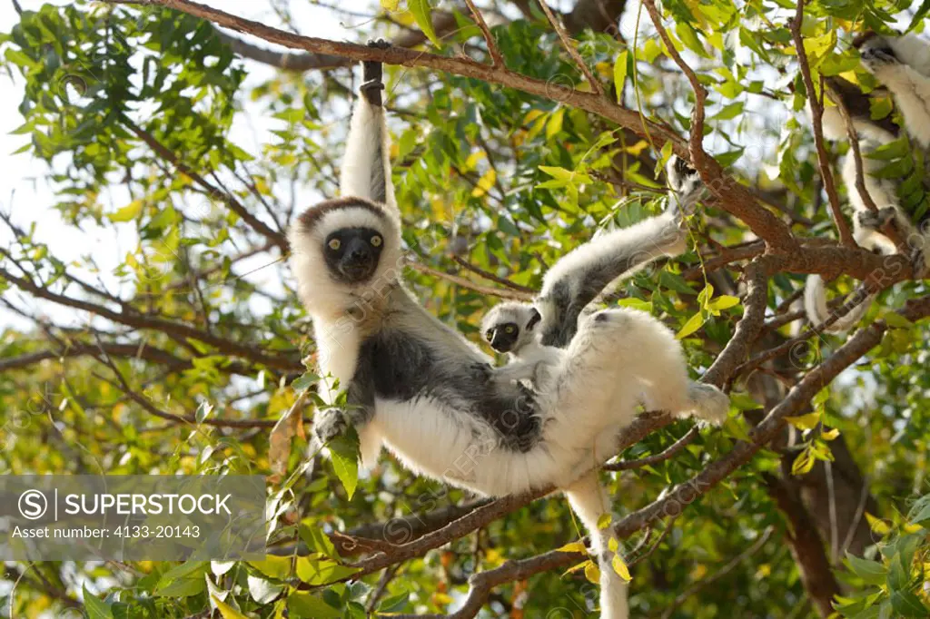 Verreaux`s Sifaka, Propithecus verreauxi coronatus, Berenty Game Reserve, Madagascar, adult female with baby on tree