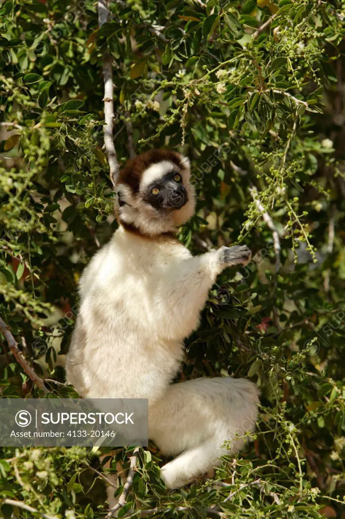 Verreaux`s Sifaka, Propithecus verreauxi coronatus, Berenty Game Reserve, Madagascar, adult on tree