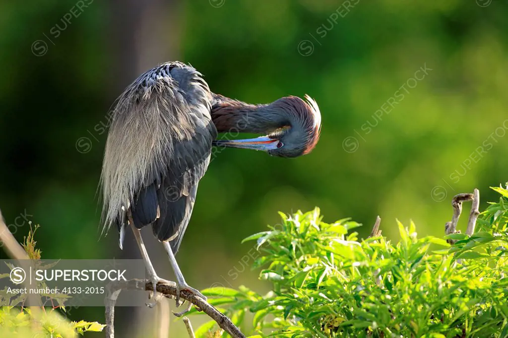 Tricolored Heron,Egretta tricolor,Florida,USA,adult on tree cleaning feathers