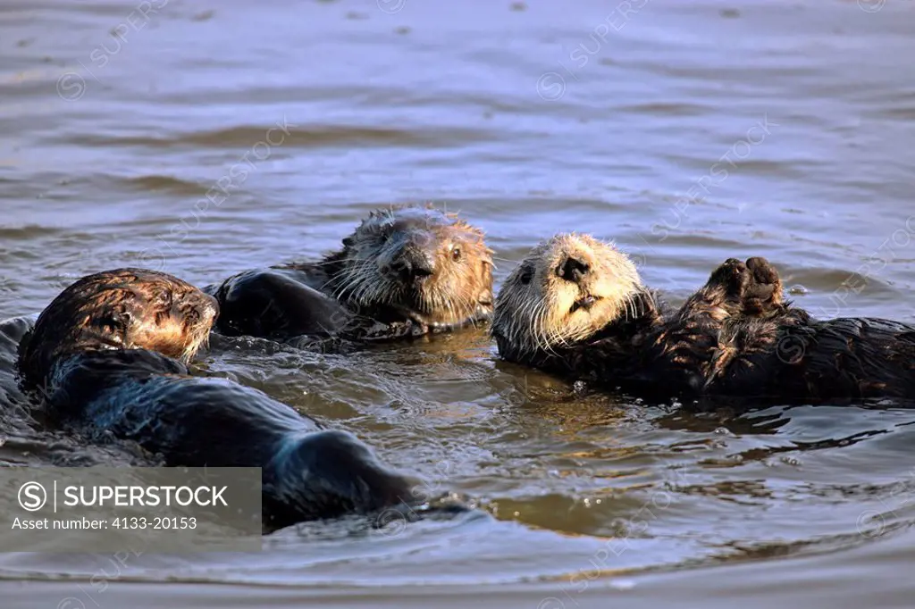 Sea Otter,Enhydra lutris,Monterey,California,USA,group in water