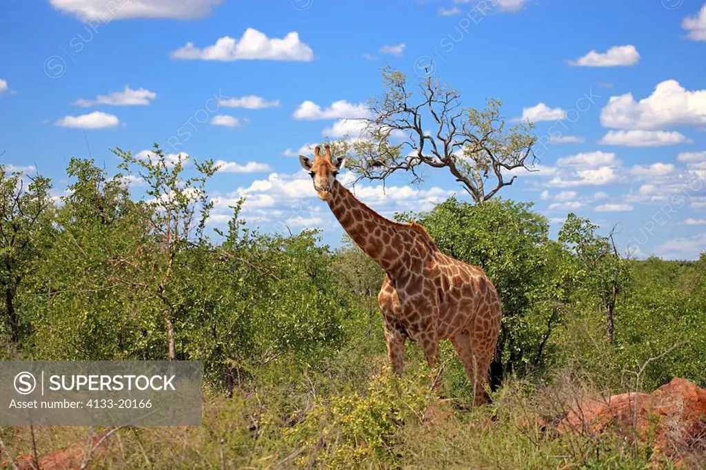 Cape Giraffe,Giraffa camelopardalis giraffa,Kruger Nationalpark,South Africa,Africa,adult