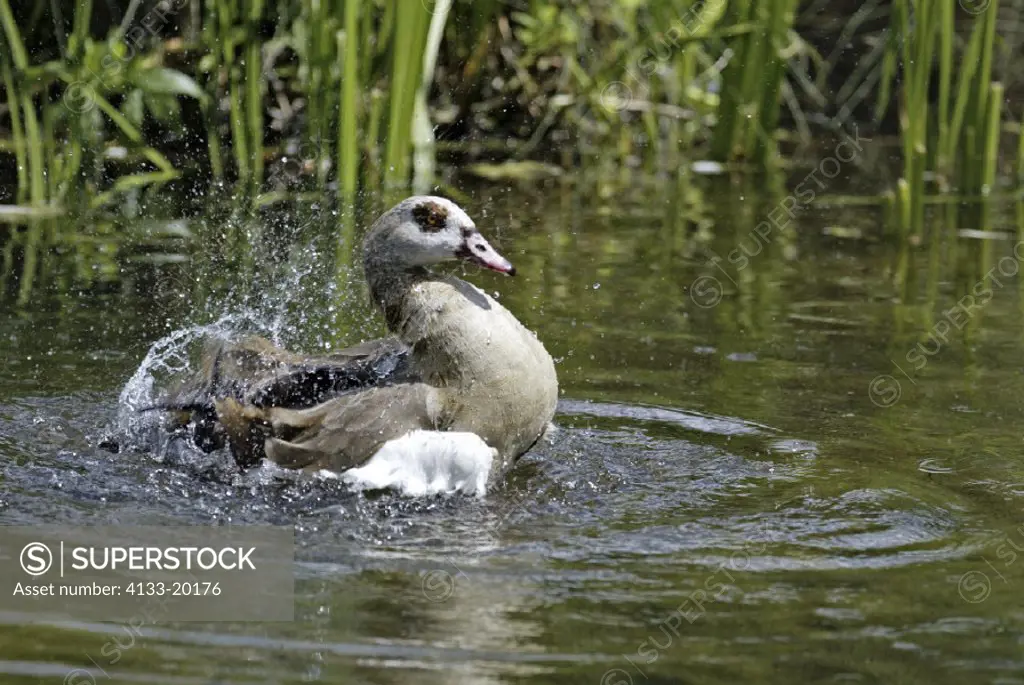 Egyptian Goose , Alopochen aegyptiacus , Africa , adult , feather cleaning