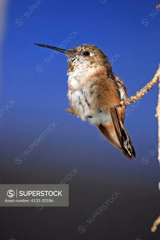 Broad Tailed Hummingbird, Selasphorus platycercus, USA, adult female on tree