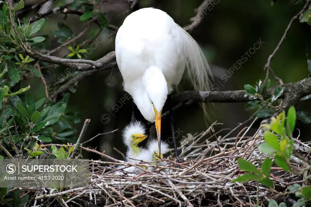 Great White Egret,Egretta alba,Florida,USA,youngs with mother on tree in nest