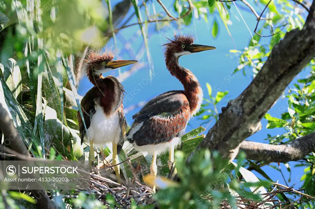 Tricolored Heron,Egretta tricolor,Florida,USA,two young birds on nest on tree