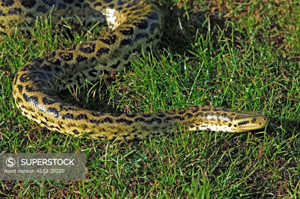 Yellow Anaconda,Eunectes notaeus,Pantanal,Brazil,adult,in grass