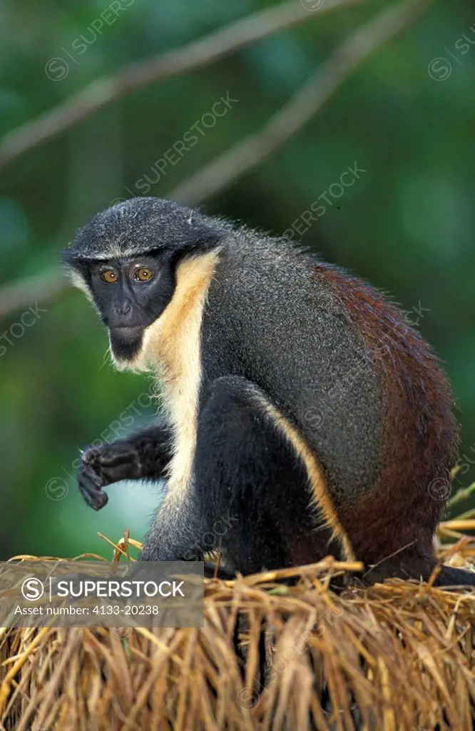 Diana Monkey,Cercopithecus albogularis,Ghana,Sierra Leone,West Africa,Africa,adult on tree