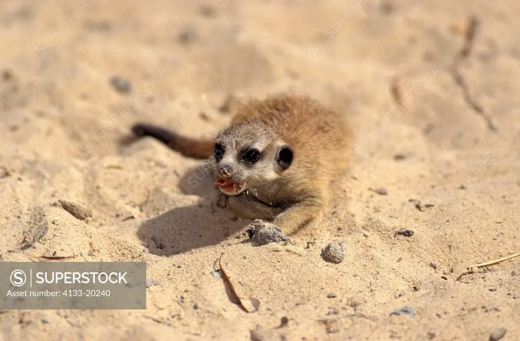 Suricate,Suricate suricatta,South Africa,Africa,young