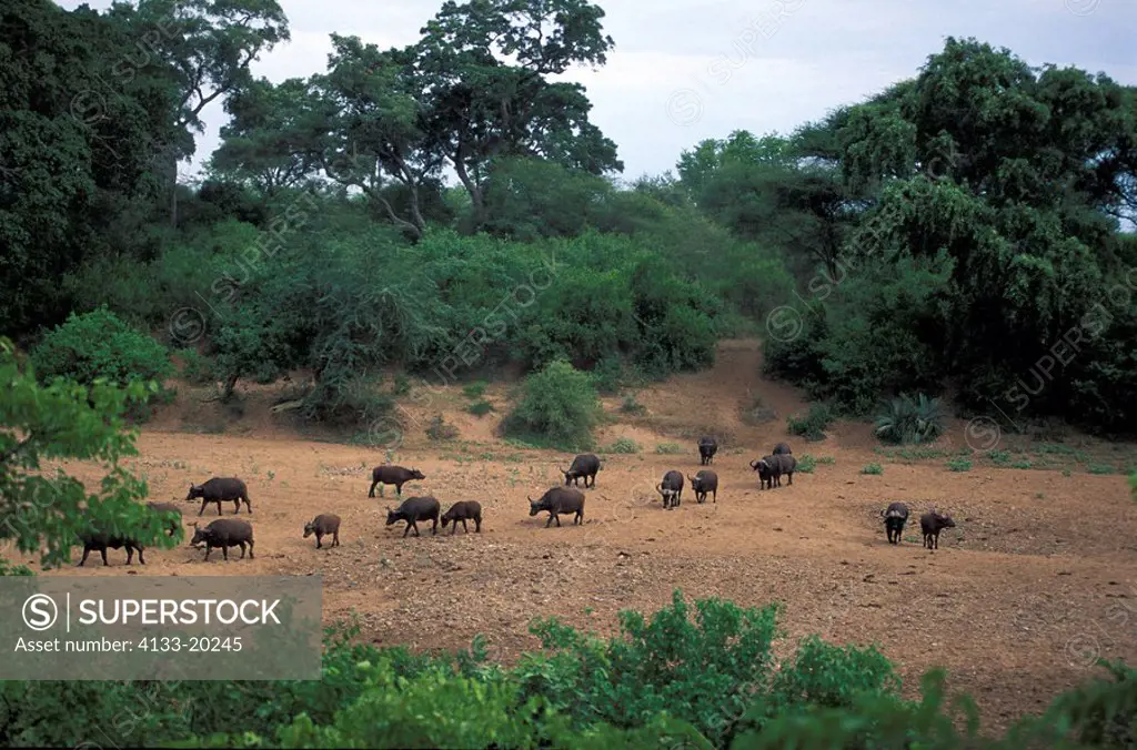 African Buffalo,Syncerus caffer,Kruger Nationalpark,South Africa,Africa