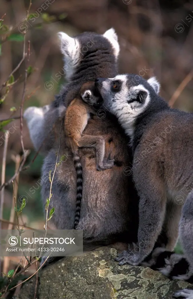 Ring-Tailed Lemur,Lemur catta,Madagascar,Africa,mother with ten days old baby on back