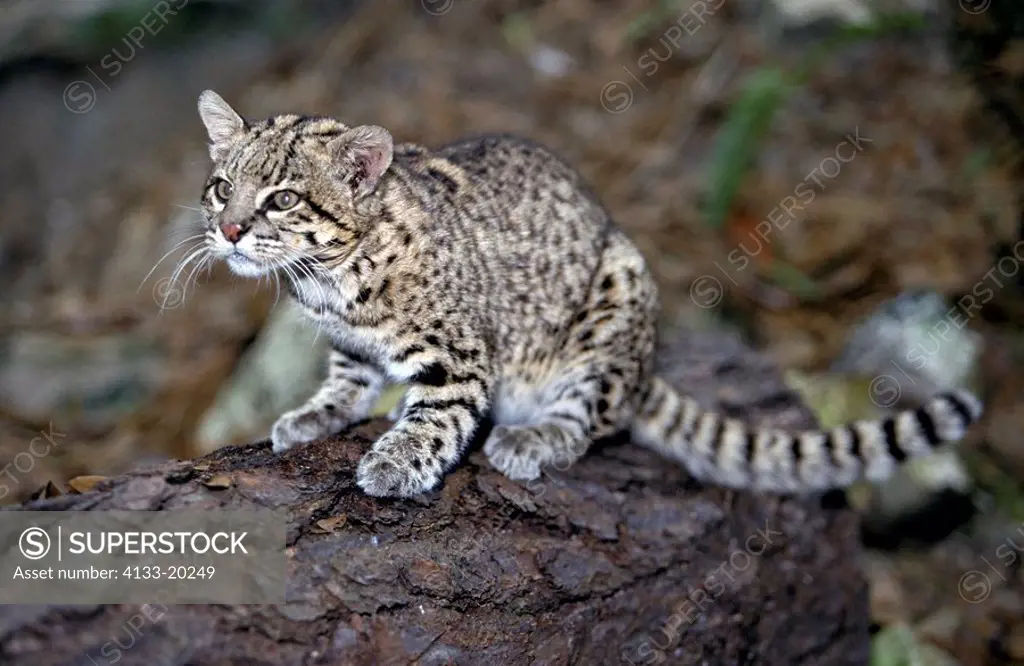 Geoffroy´s Cat,Felis Leopardus geoffroyi,South America,adult