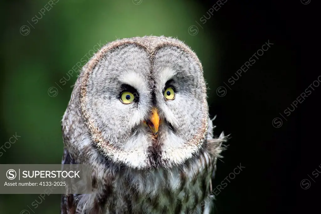Great Grey Owl,Strix nebulosa,Germany,Europe,adult portrait