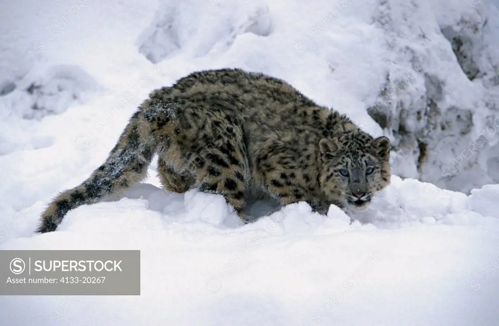Snow Leopard,Uncia uncia,Asia,adult walking in snow