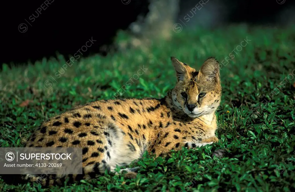 Serval,Felis serval,Africa,adult on ground