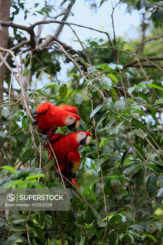 Scarlet Macaw,Ara macao,Roatan,Honduras,Caribbean,Central America,Latin America,two adults on tree