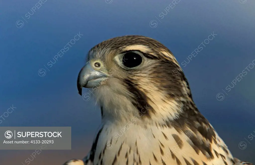 Prairie Falcon Falco mexicanus Utah USA