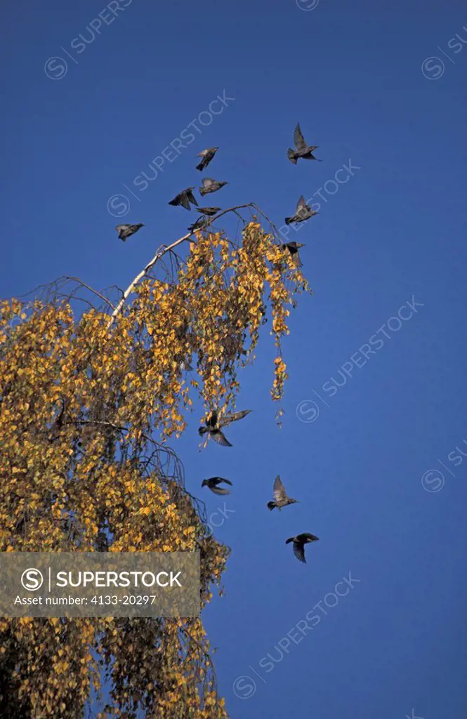 European Starling,Sturnus vulgaris,Germany,Europe,group in autumn in birch