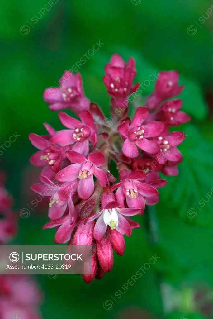 Flowering currant Ribes sanguineum Germany Europe
