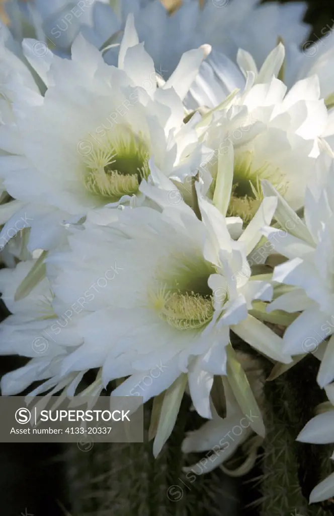Easter Lily Cactus , South Africa , Africa , bloom