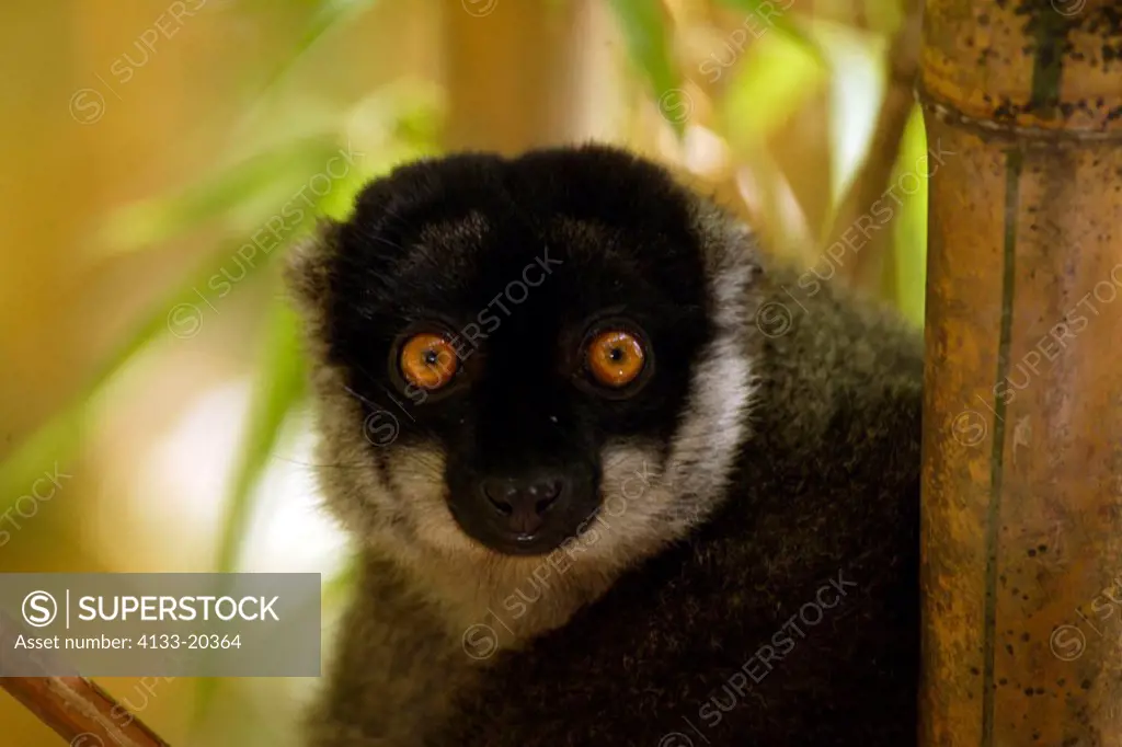 Common Brown Lemur, Eulemur fulvus fulvus, Madagascar, adult male on tree