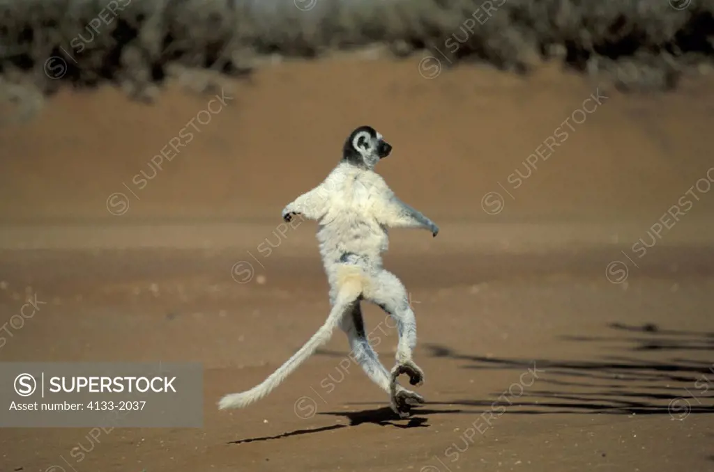 Verreaux`s Sifaka , Sifaka , Propithecus verreauxi , Berenty Game Reserve , Madagascar , Africa , Adult jumping , dancing on the ground