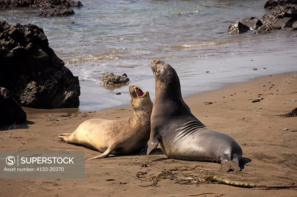 Northern Elephant Seal,Mirounga angustirostris,Piedras Blancas,California,USA,young bulls at beach