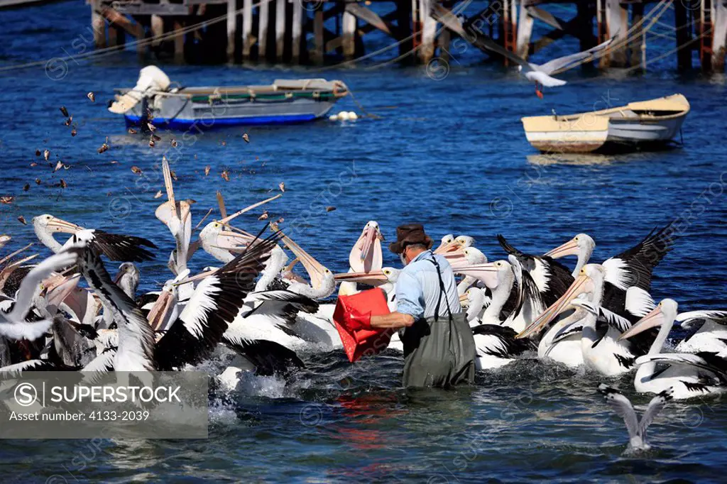 Pelican Man,Kingscote,Kangaroo Island,Australia,john the pelikan man feeds Australian Pelicans