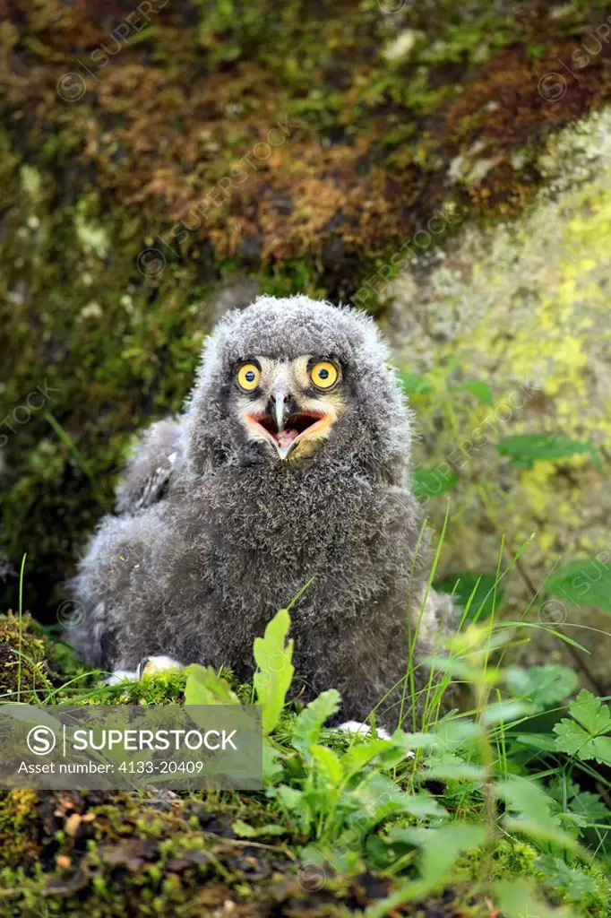 Snowy Owl,Nyctea scandiaca,Europe,young bird calling sitting on ground