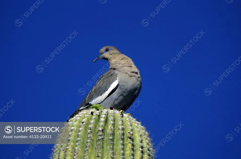 White Winged Dove , Zenaida asiatica , Sonora Desert , Arizona , USA , America , adult on saguaro cactus