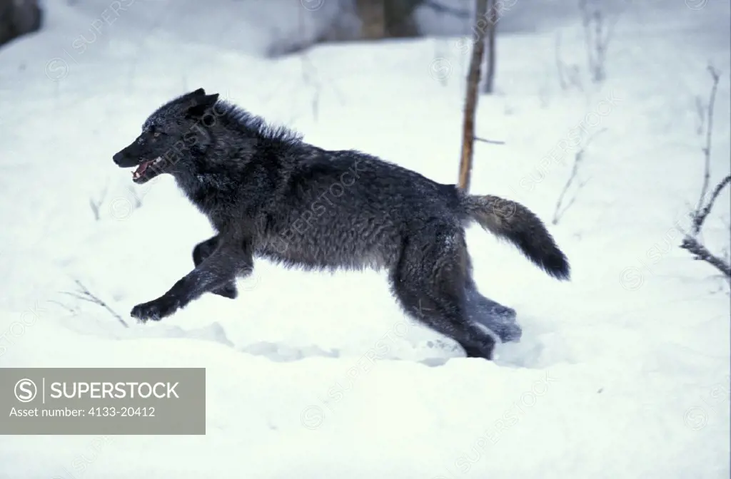 Gray Wolf , Grey Wolf , Timber Wolf , Canis lupus , Montana , USA , America , adult running in snow