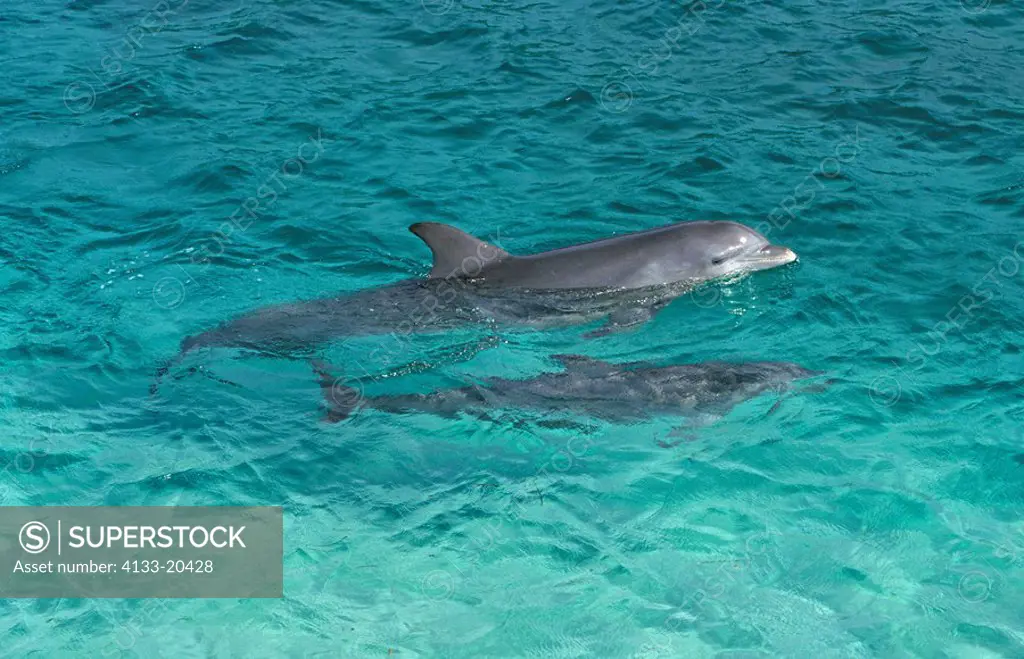 Bottle nosed Dolphin,Tursiops truncatus,Roatan,Honduras,Caribbean,adult female with young swimming in water
