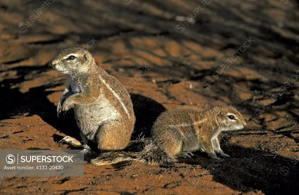 Ground Squirrel,Xerus inaurus,Kalahari Kgalagadi Transfrontier Park,South Africa,Africa,adult with young at cave in last sunlight