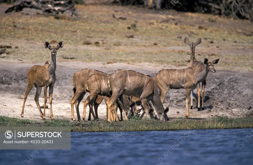 Greater Kudu,Tragelaphus strepsiceros,Chobe Nationalpark,Botswana,Africa,adult,female,at water