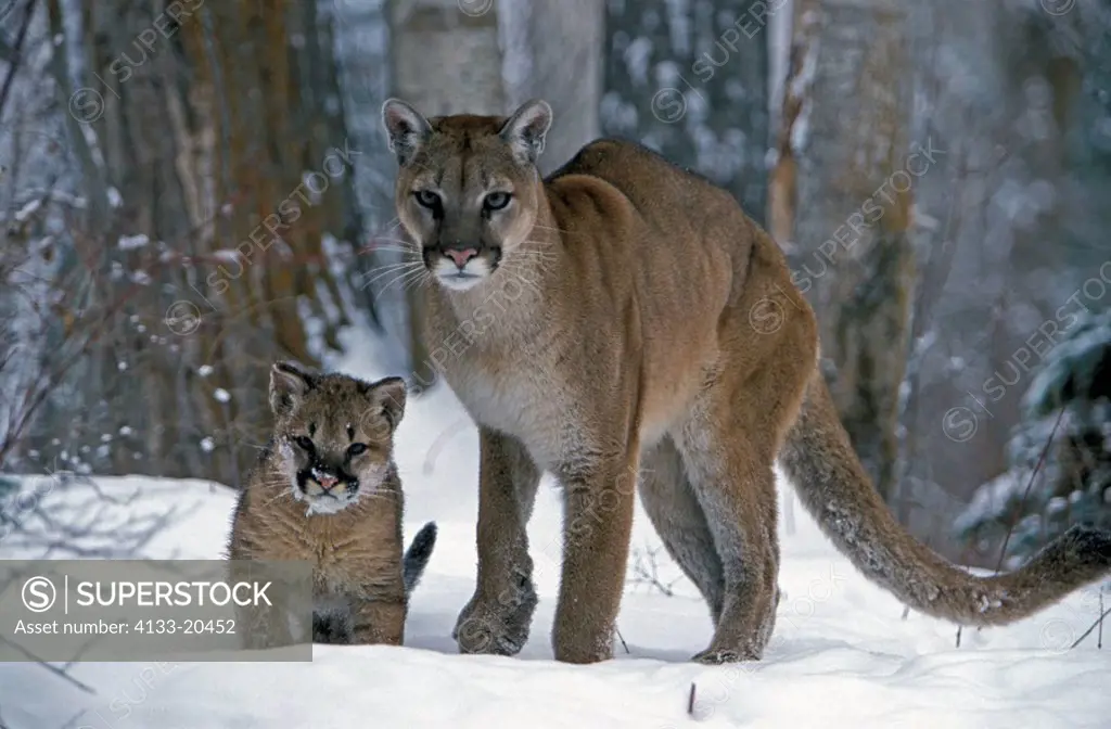 Mountain Lion,Felis concolor,Montana,USA,adult female with young in snow in winter