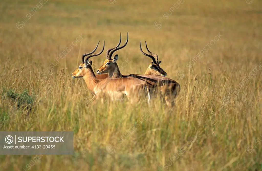 Impala,Aepyceros melampus,Kwazulu Natal,South Africa,Africa,group of males